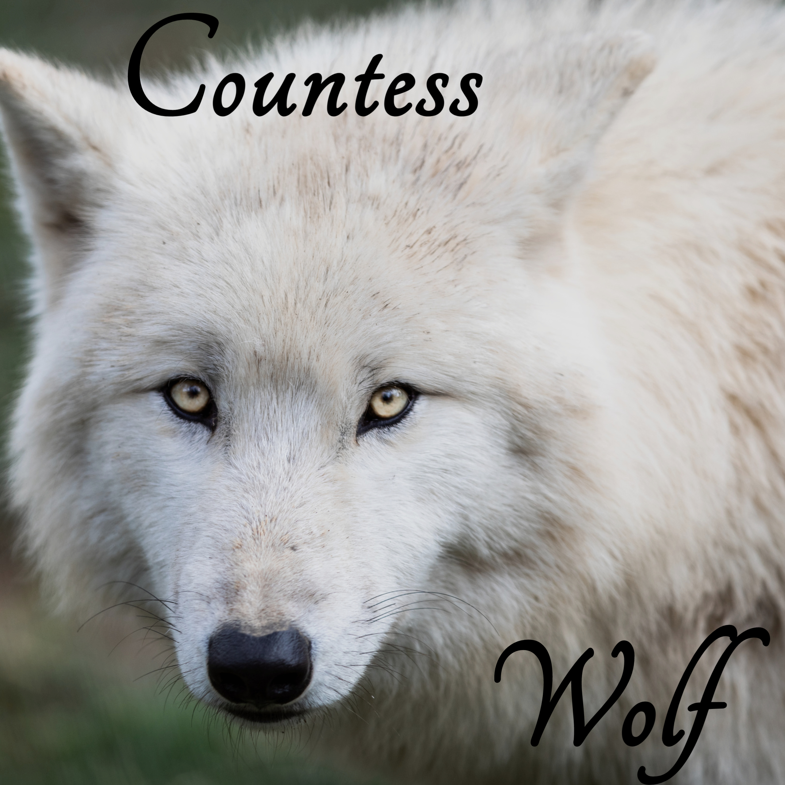 Countess Wolf